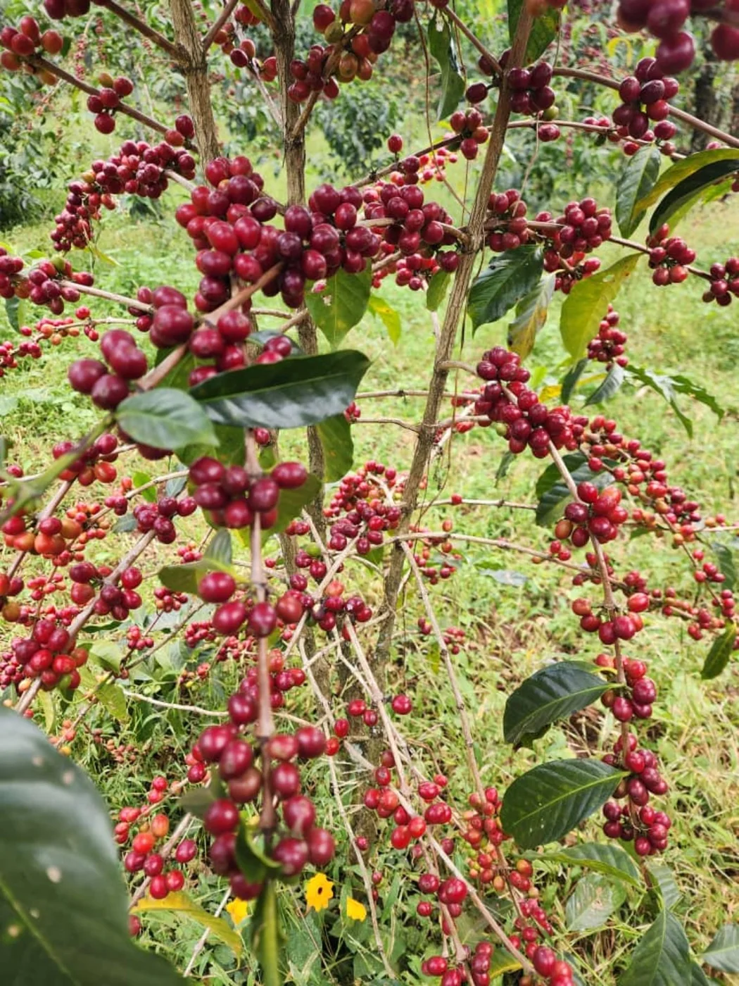 Coffee branches at origin