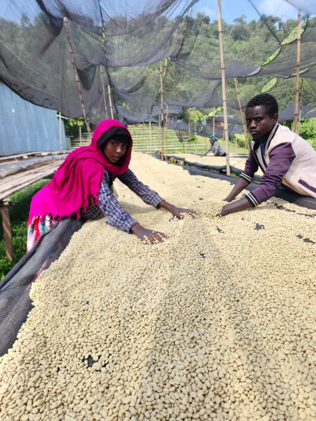 Coffee workers sorting parchment