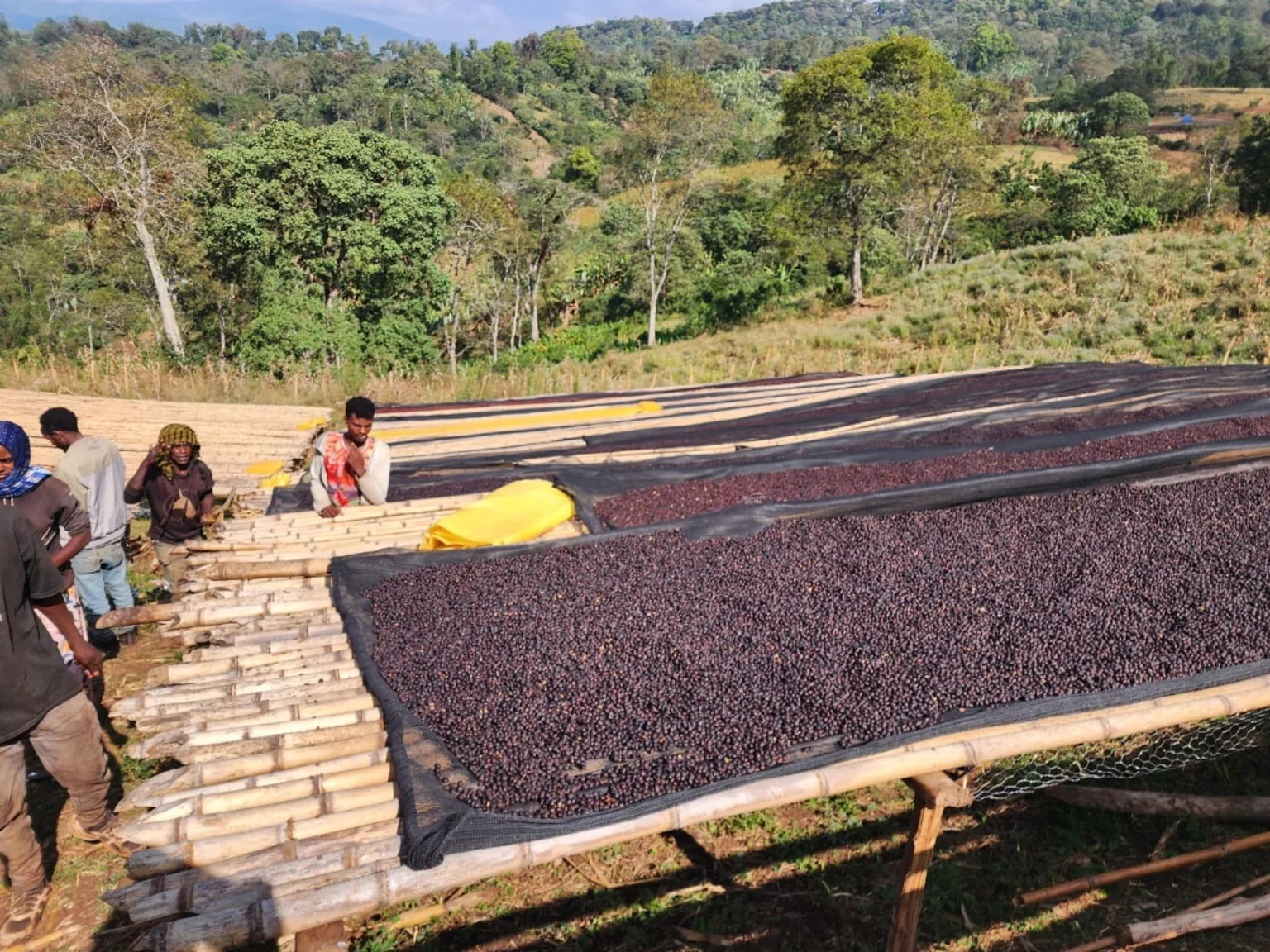 Community coffee drying beds