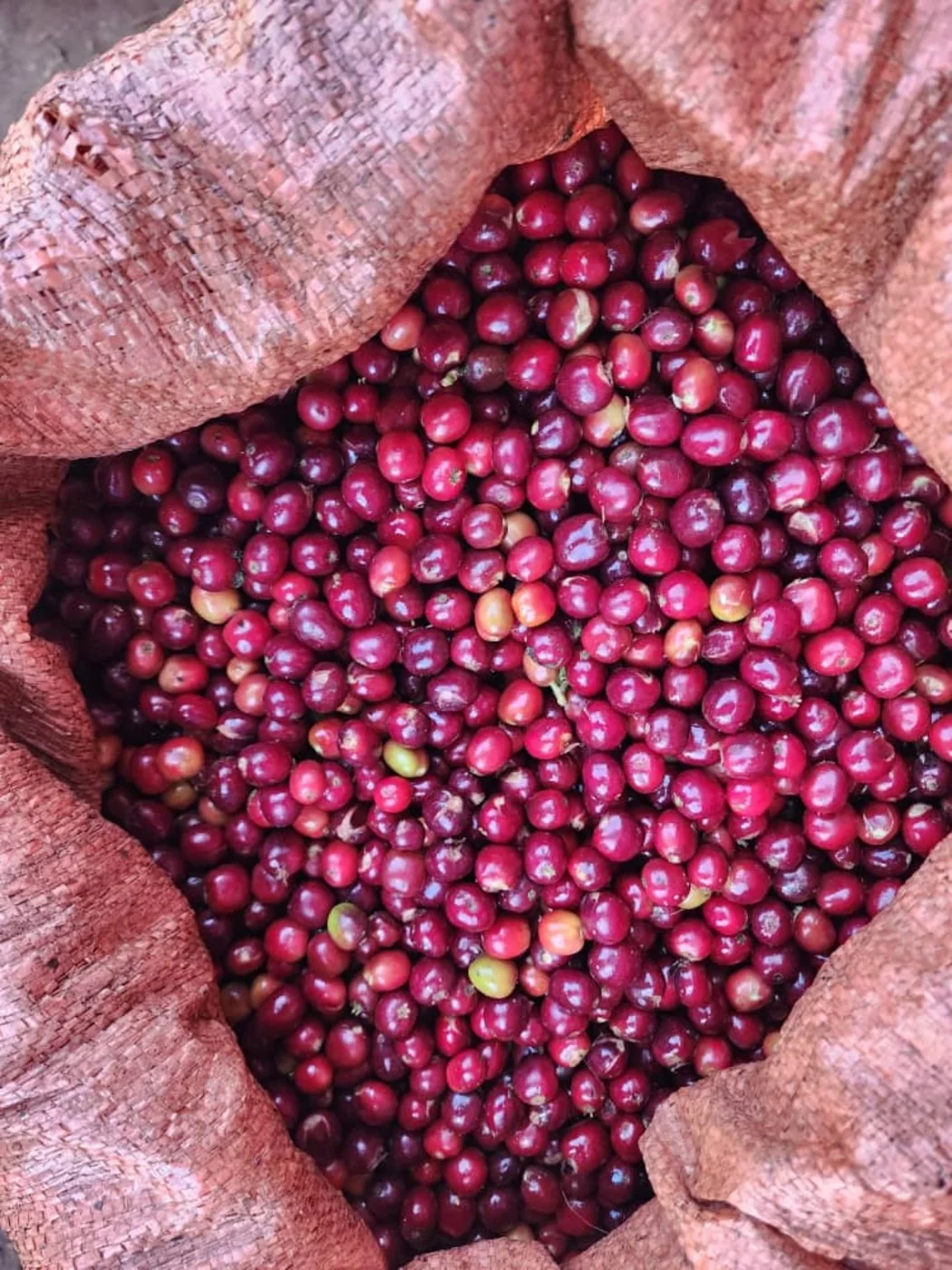 Harvested coffee cherries
