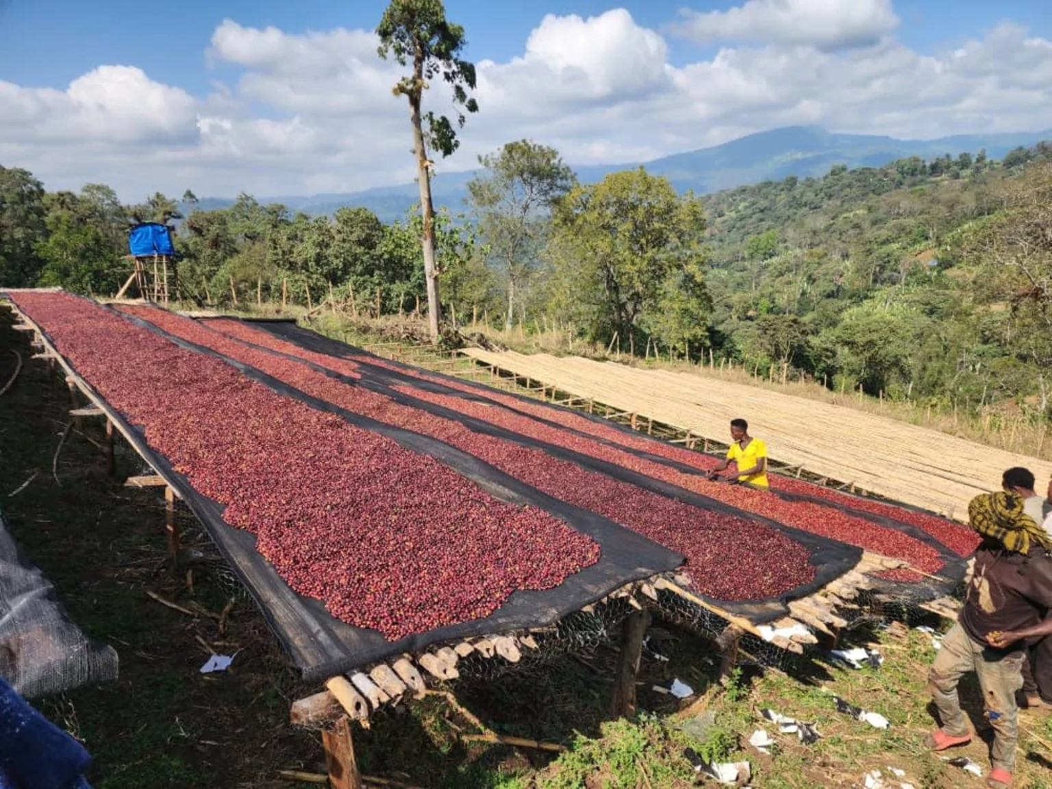 Natural-process coffee drying