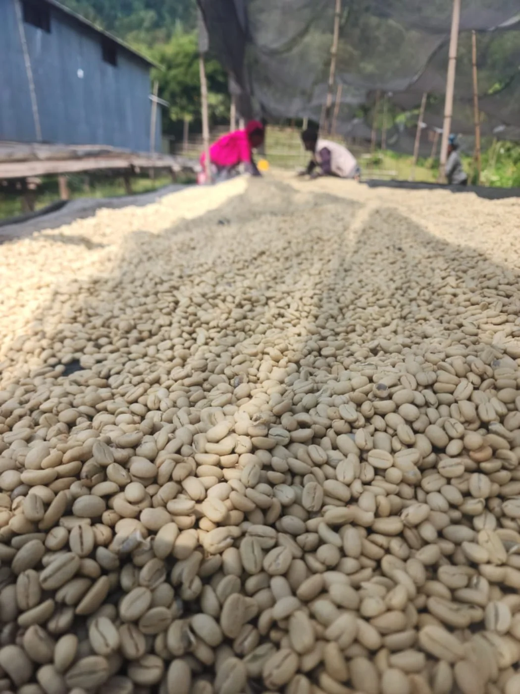 Parchment coffee detail