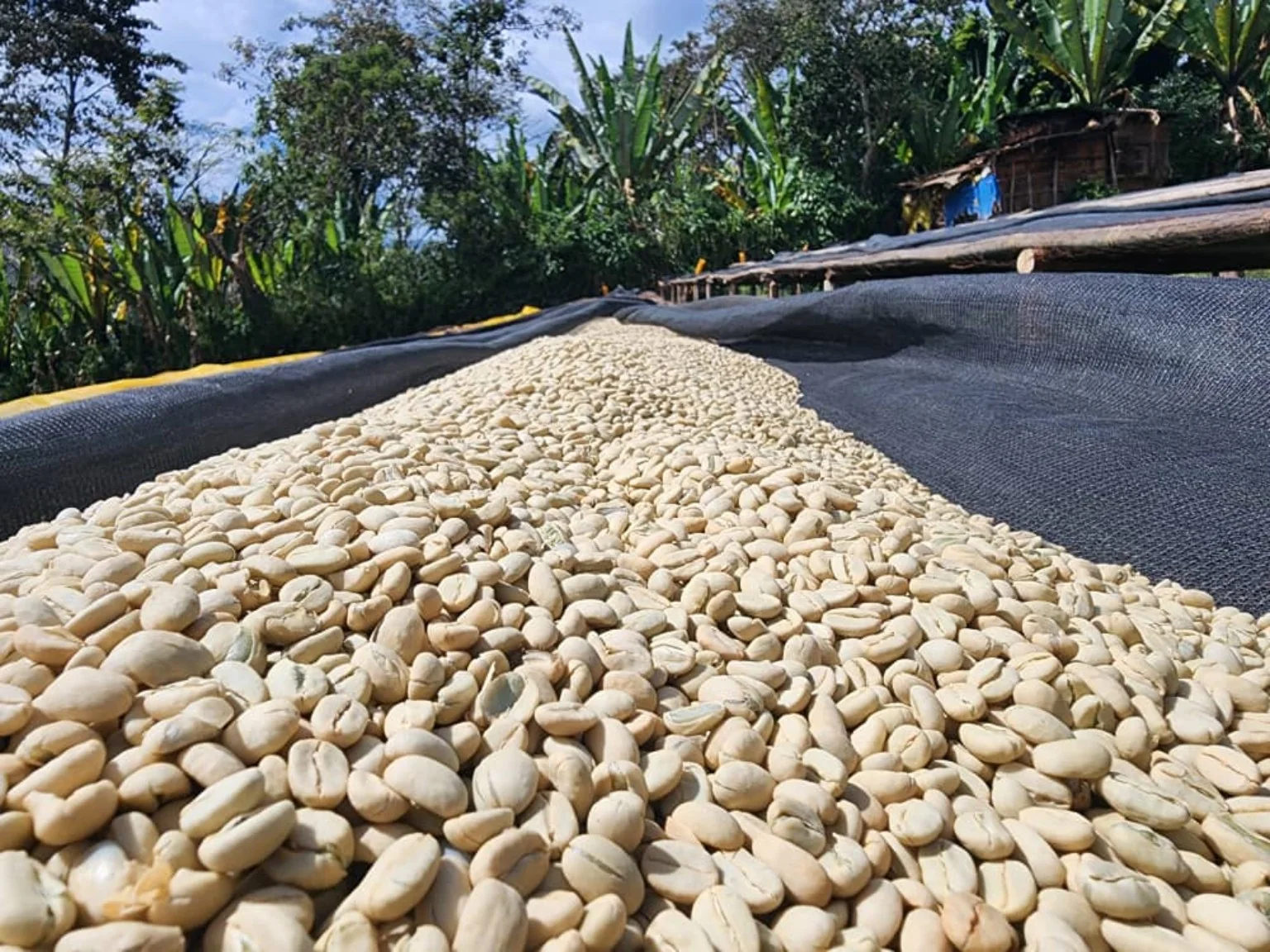 Washed-process parchment coffee