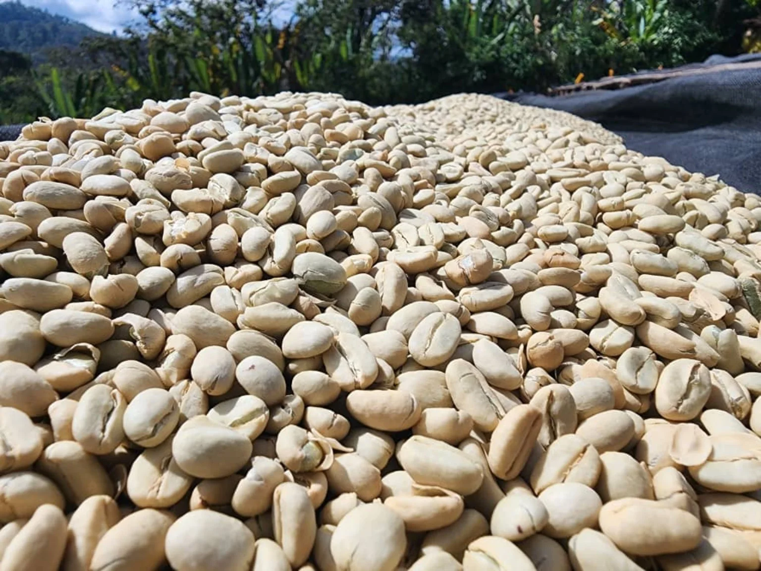 Green coffee parchment closeup