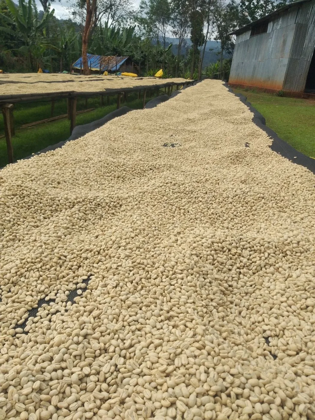 Honey-process coffee drying
