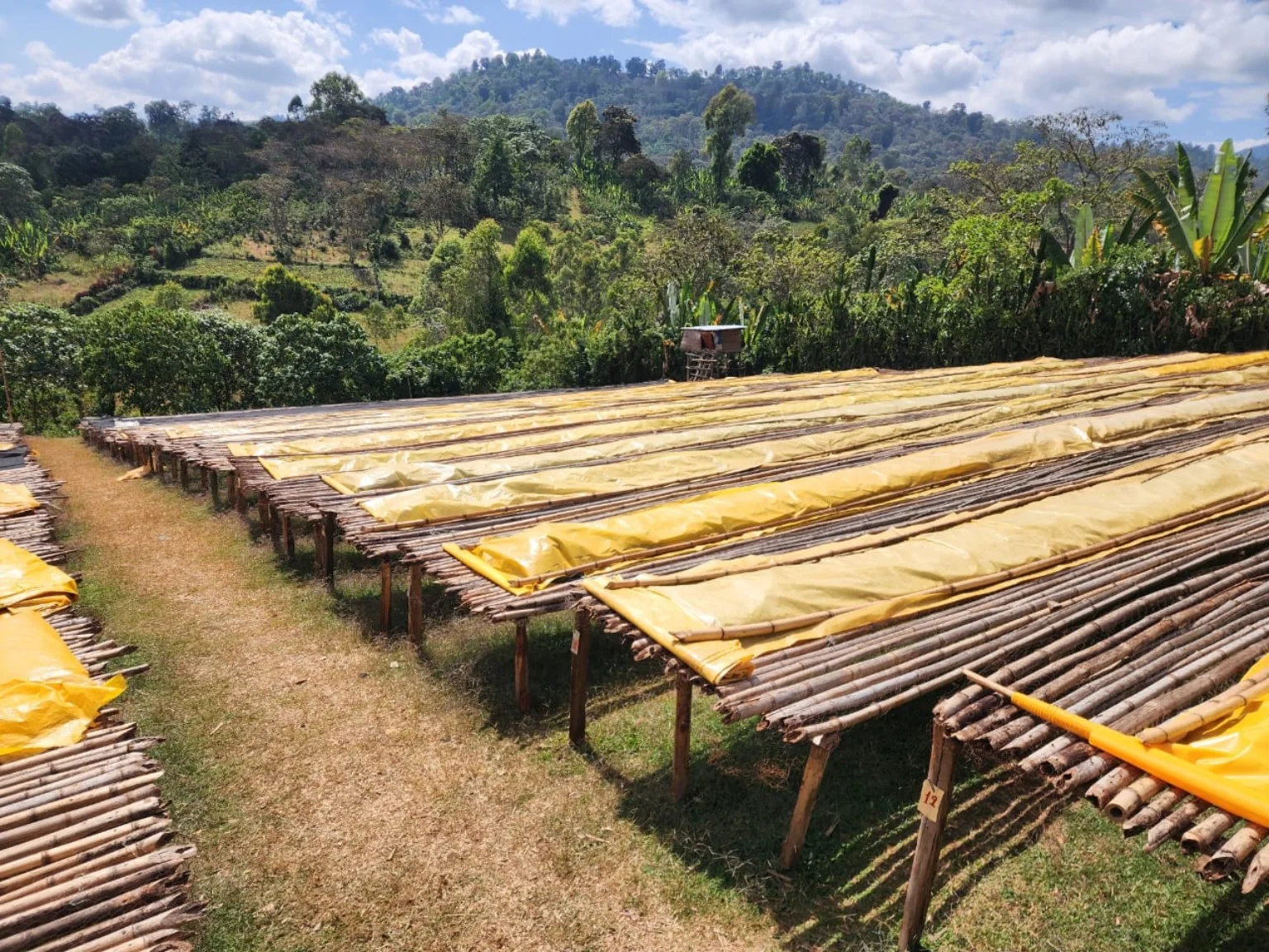 West Arsi coffee drying beds
