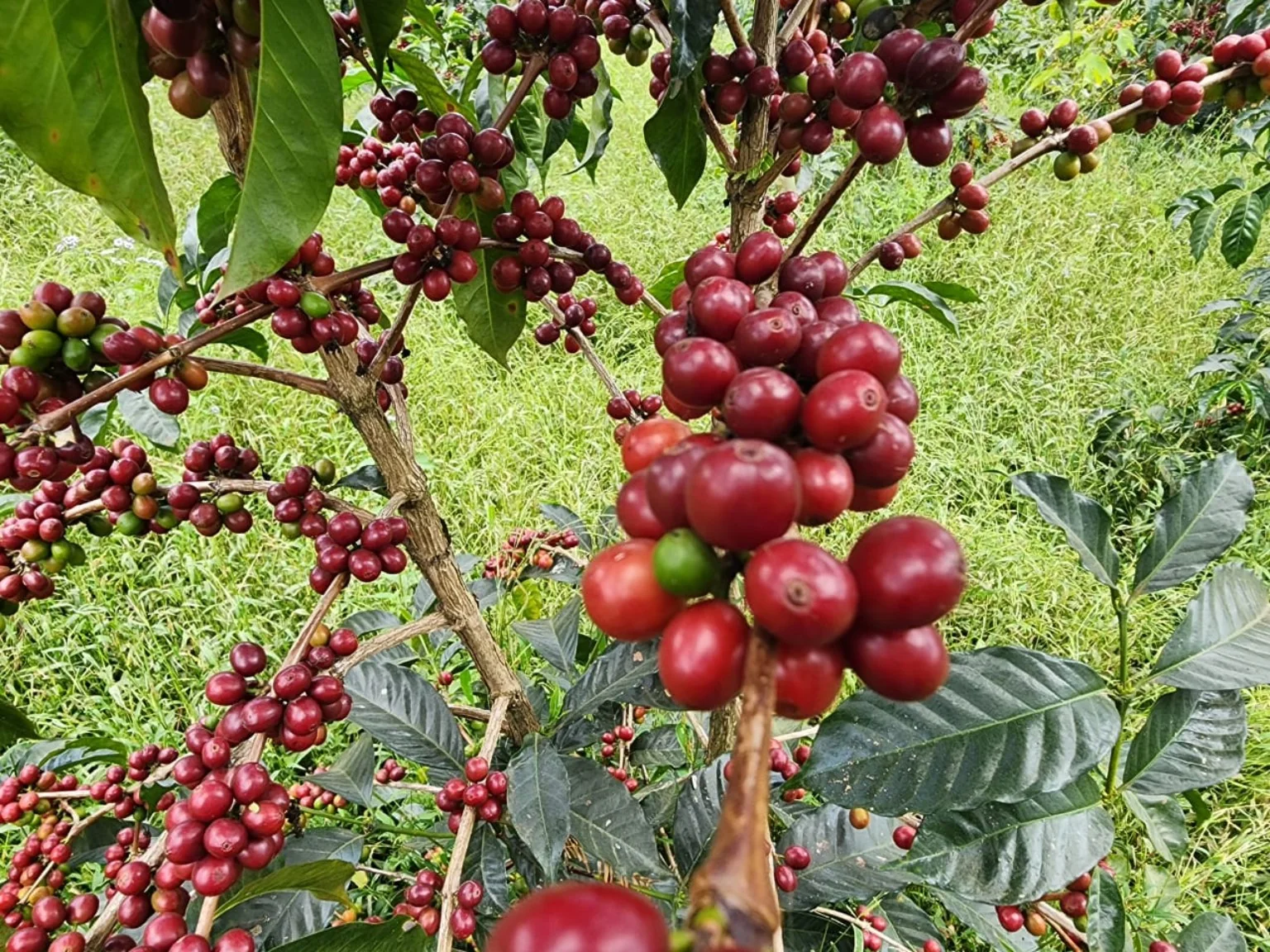 Ripe Ethiopian coffee cherries